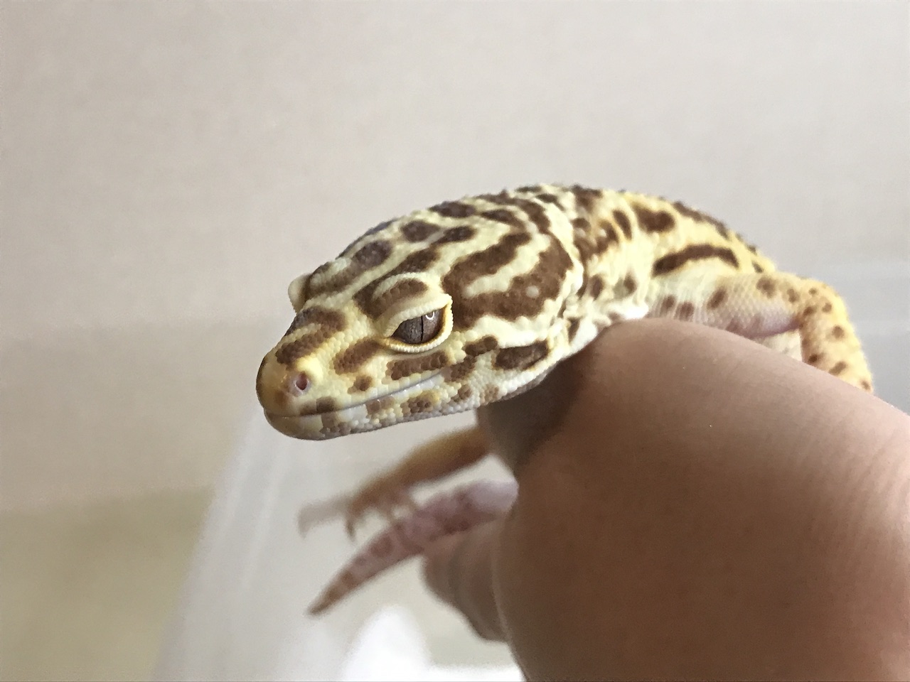 ヒョウモントカゲモドキのベルアルビノとは 他のアルビノとの違いなど You Reptiles Com