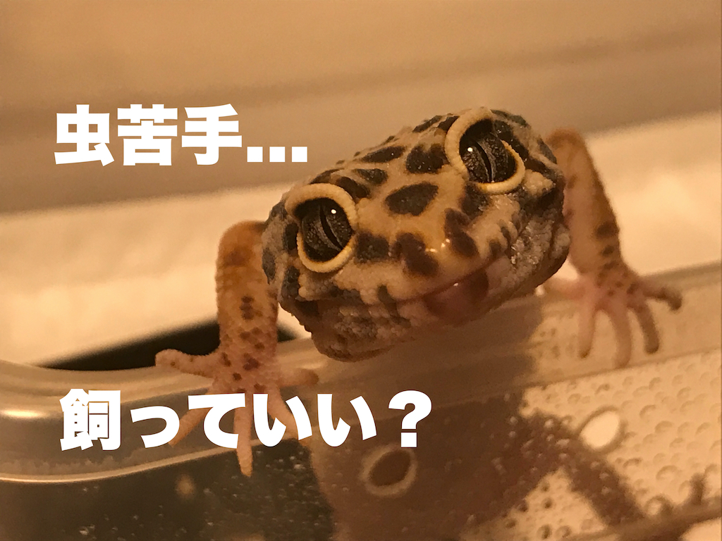 虫が苦手でもヒョウモントカゲモドキを飼育出来る！？虫以外の餌について｜You Reptiles.com