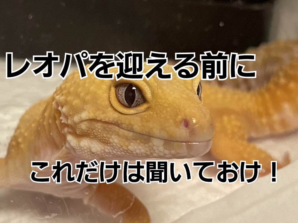 ヒョウモントカゲモドキ レオパ タイプ1 吊看板！ - その他