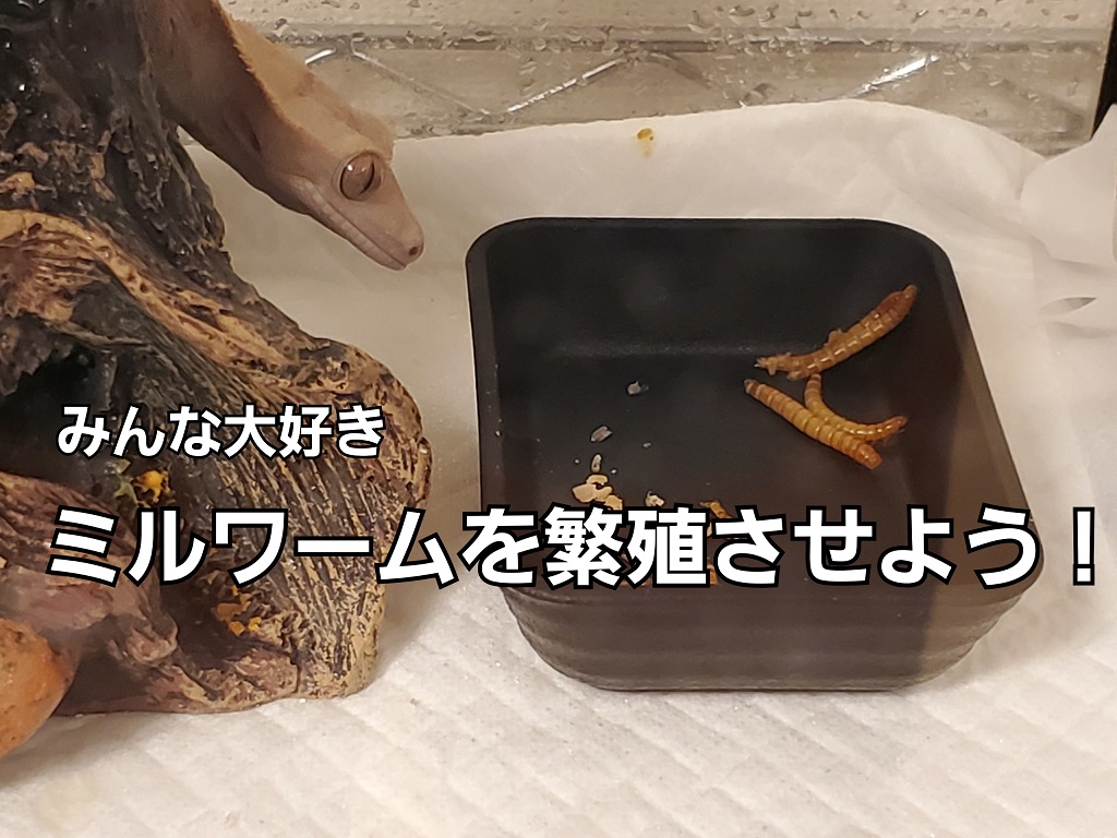 ミルワームを繁殖させてみよう 方法や注意点を説明します You Reptiles Com