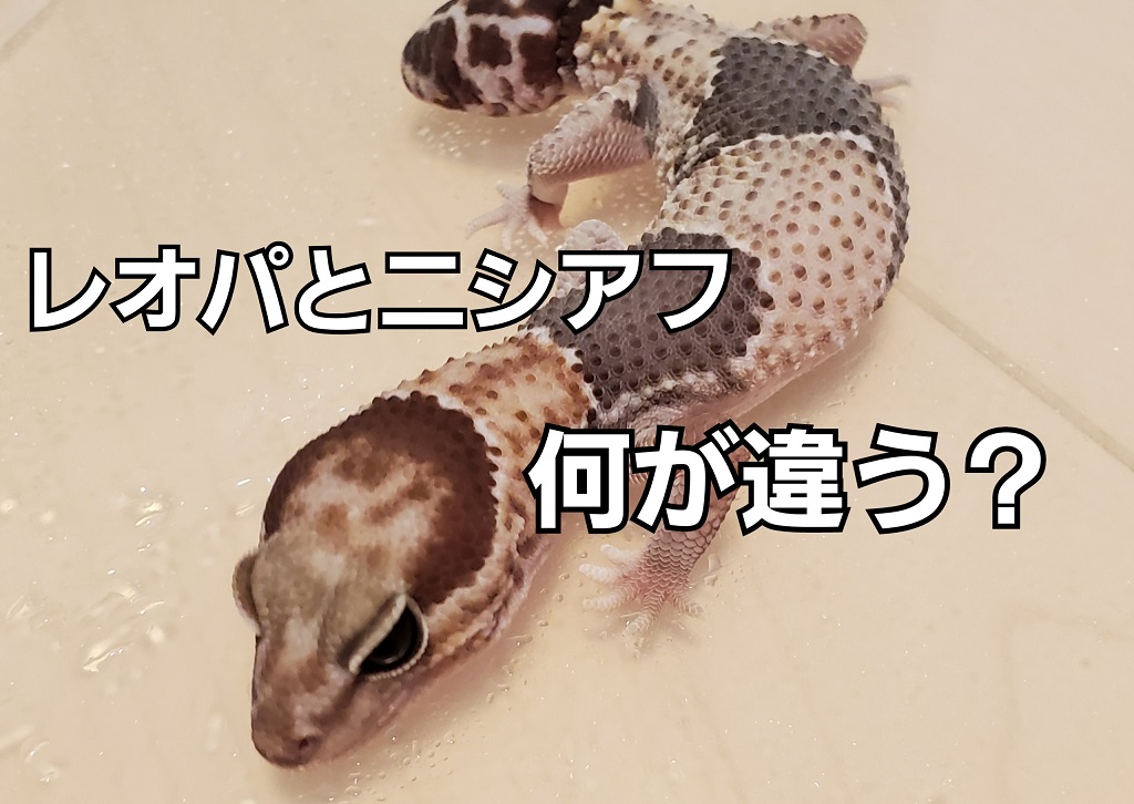 レオパとニシアフの違いを比較！見た目や飼育環境の違いは？｜You Reptiles.com