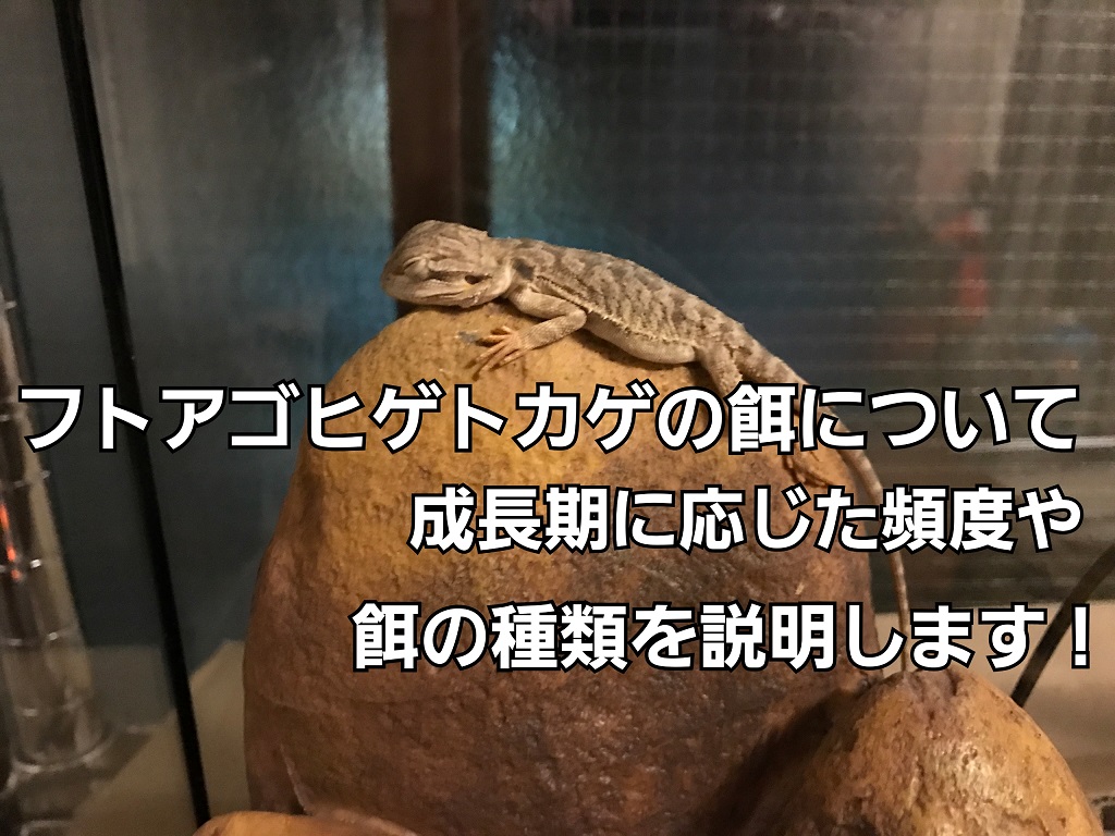 フトアゴヒゲトカゲへの餌の与え方を説明!成長期によって違う!？｜You Reptiles.com - 22 01 19 17 22 24 654 Deco